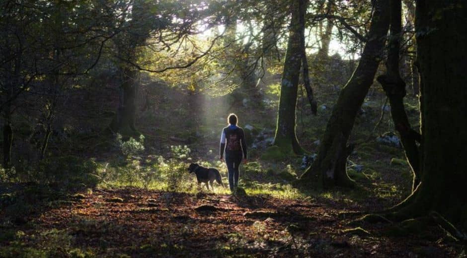Forest Therapy